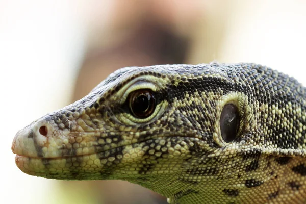 Sürüngenler çok güzel ve büyüleyici hayvanlardır. Oldukça büyük şekilli, çok güzel. Bu fotoğraftaki gibi pek çok sürüngen türü oldukça uysaldır..