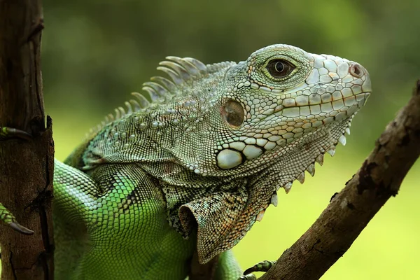 Reptiles are very beautiful and charming animals with a fairly large shape, very beautiful, there are many types of reptiles that are quite tame like in this photo.