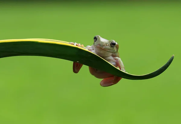 Estas Ranas Arborícolas Menudo Encuentran Unidas Las Hojas Troncos Árboles — Foto de Stock