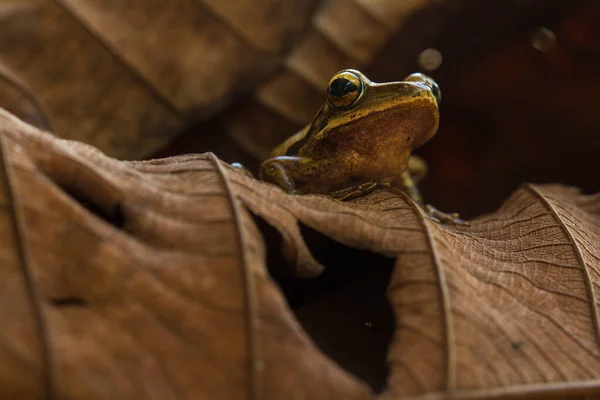 Tree Frogs Often Found Attached Leaves Tree Trunks Wait Prey — Stock Photo, Image