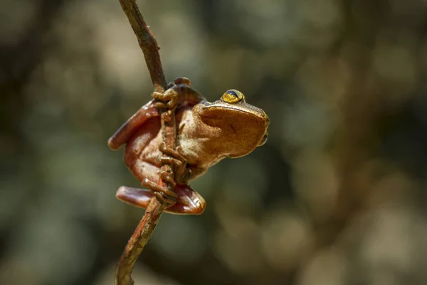 这些树蛙常被发现附着在树叶上或树干上等待它们的猎物 它们小而可爱 颜色类似树皮 所以它们常常伪装起来 — 图库照片