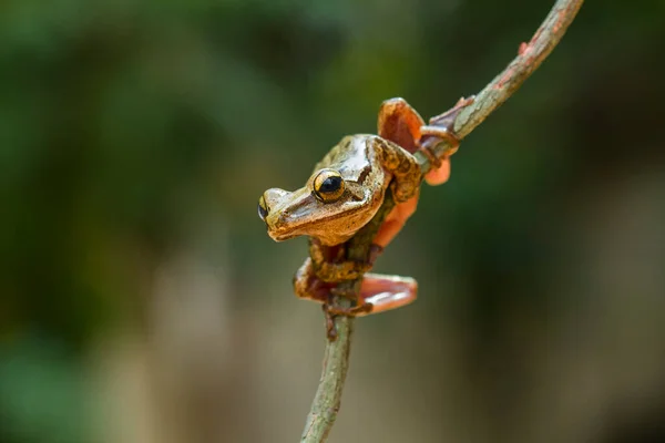 ⬇ Скачать Картинки Tree Frog Walking, Стоковые Фото Tree Frog.