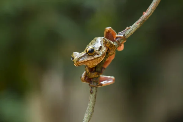 Dessa Träd Grodor Finns Ofta Fäst Vid Blad Eller Trädstammar — Stockfoto