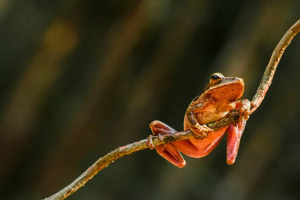 Dessa Träd Grodor Finns Ofta Fäst Vid Blad Eller Trädstammar — Stockfoto