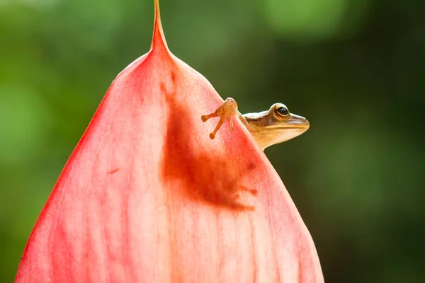 Diese Laubfrösche Werden Oft Blättern Oder Baumstämmen Gefunden Auf Ihre — Stockfoto