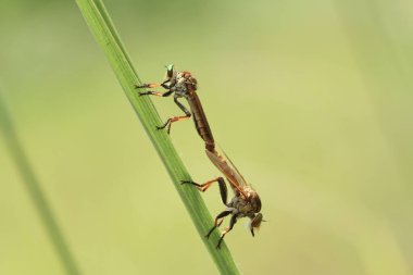 Hırsız sineği vahşi bir hayvandır, çünkü diğer küçük hayvanları avlamanın yanı sıra, benzer türler de avlanır, uçarken avını yakalar, bu yüzden ona Soyguncu denir..