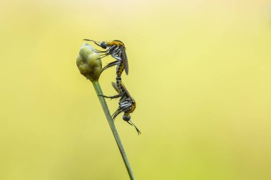 Hırsız sineği vahşi bir hayvandır, çünkü diğer küçük hayvanları avlamanın yanı sıra, benzer türler de avlanır, uçarken avını yakalar, bu yüzden ona Soyguncu denir..