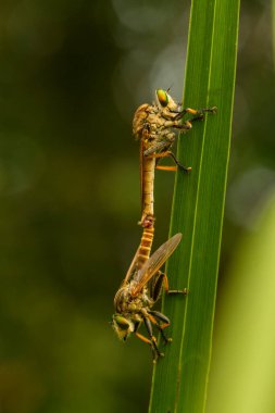 Hırsız sineği vahşi bir hayvandır, çünkü diğer küçük hayvanları avlamanın yanı sıra, benzer türler de avlanır, uçarken avını yakalar, bu yüzden ona Soyguncu denir..