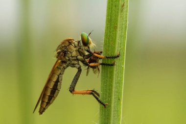 Hırsız sineği vahşi bir hayvandır, çünkü diğer küçük hayvanları avlamanın yanı sıra, benzer türler de avlanır, uçarken avını yakalar, bu yüzden ona Soyguncu denir..
