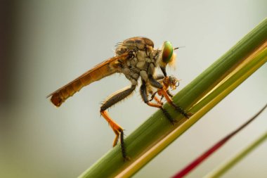 Hırsız sineği vahşi bir hayvandır, çünkü diğer küçük hayvanları avlamanın yanı sıra, benzer türler de avlanır, uçarken avını yakalar, bu yüzden ona Soyguncu denir..