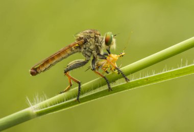 Hırsız sineği vahşi bir hayvandır, çünkü diğer küçük hayvanları avlamanın yanı sıra, benzer türler de avlanır, uçarken avını yakalar, bu yüzden ona Soyguncu denir..