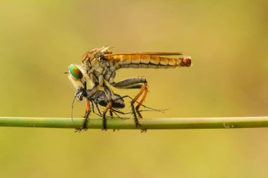 Hırsız sineği vahşi bir hayvandır, çünkü diğer küçük hayvanları avlamanın yanı sıra, benzer türler de avlanır, uçarken avını yakalar, bu yüzden ona Soyguncu denir..