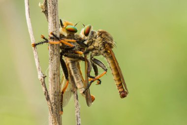 Hırsız sineği vahşi bir hayvandır, çünkü diğer küçük hayvanları avlamanın yanı sıra, benzer türler de avlanır, uçarken avını yakalar, bu yüzden ona Soyguncu denir..