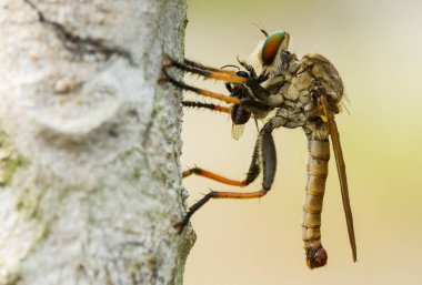 Hırsız sineği vahşi bir hayvandır, çünkü diğer küçük hayvanları avlamanın yanı sıra, benzer türler de avlanır, uçarken avını yakalar, bu yüzden ona Soyguncu denir..