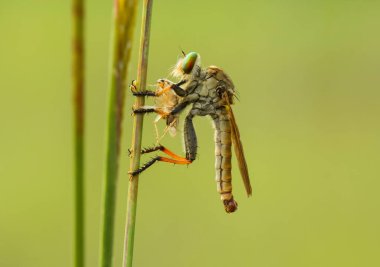 Hırsız sineği vahşi bir hayvandır, çünkü diğer küçük hayvanları avlamanın yanı sıra, benzer türler de avlanır, uçarken avını yakalar, bu yüzden ona Soyguncu denir..