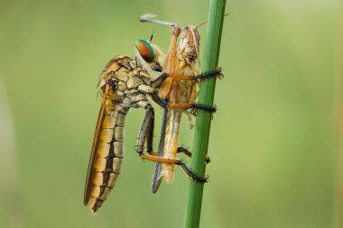 Hırsız sineği vahşi bir hayvandır, çünkü diğer küçük hayvanları avlamanın yanı sıra, benzer türler de avlanır, uçarken avını yakalar, bu yüzden ona Soyguncu denir..