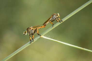 Hırsız sineği vahşi bir hayvandır, çünkü diğer küçük hayvanları avlamanın yanı sıra, benzer türler de avlanır, uçarken avını yakalar, bu yüzden ona Soyguncu denir..