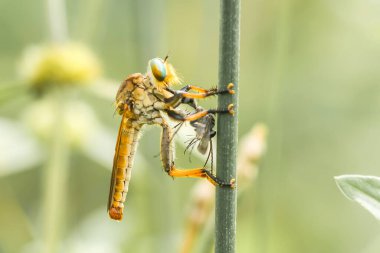 Hırsız sineği vahşi bir hayvandır, çünkü diğer küçük hayvanları avlamanın yanı sıra, benzer türler de avlanır, uçarken avını yakalar, bu yüzden ona Soyguncu denir..