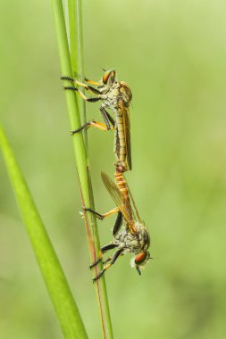 Hırsız sineği vahşi bir hayvandır, çünkü diğer küçük hayvanları avlamanın yanı sıra, benzer türler de avlanır, uçarken avını yakalar, bu yüzden ona Soyguncu denir..