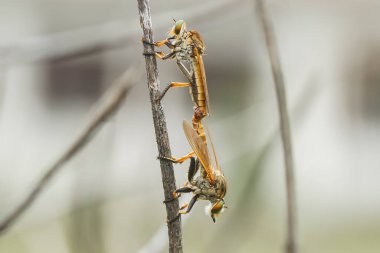 Hırsız sineği vahşi bir hayvandır, çünkü diğer küçük hayvanları avlamanın yanı sıra, benzer türler de avlanır, uçarken avını yakalar, bu yüzden ona Soyguncu denir..