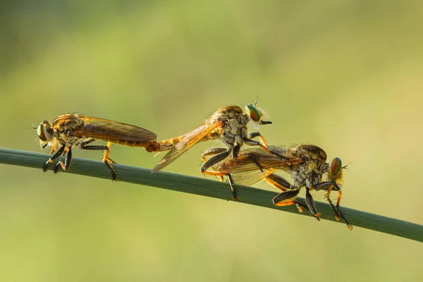 Die Raubfliege Ist Ein Teufelskreis Weil Sie Nicht Nur Andere — Stockfoto