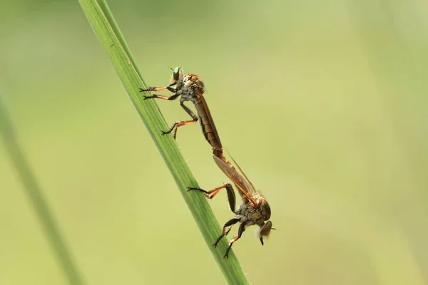 Mosca Ladrão Animal Vicioso Porque Além Caçar Outros Animais Pequenos — Fotografia de Stock