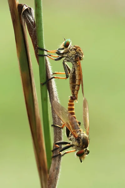 Mosca Ladrão Animal Vicioso Porque Além Caçar Outros Animais Pequenos — Fotografia de Stock