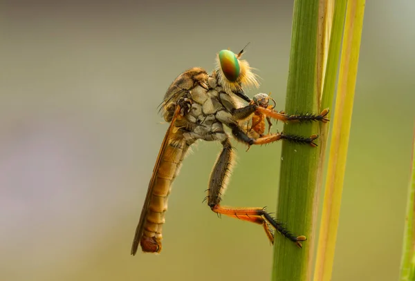 Robber Fly Vicious Animal Because Addition Preying Other Small Animals — Stock Photo, Image