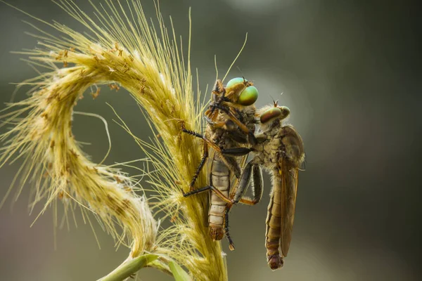Mucha Złodzieja Jest Wściekłym Zwierzęciem Ponieważ Oprócz Żerowania Innych Małych — Zdjęcie stockowe