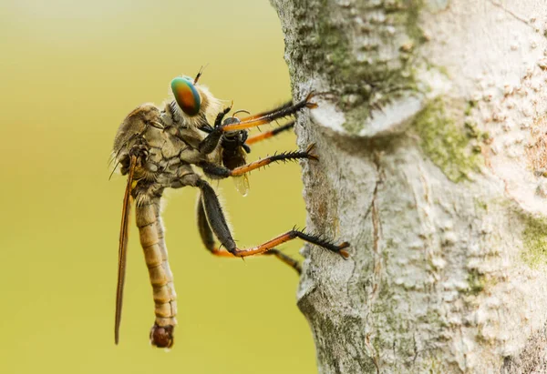 Mosca Del Ladrón Animal Vicioso Porque Además Aprovecharse Otros Animales — Foto de Stock