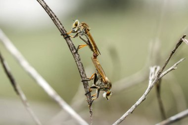 Hırsız sineği vahşi bir hayvandır, çünkü diğer küçük hayvanları avlamanın yanı sıra, benzer türler de avlanır, uçarken avını yakalar, bu yüzden ona Soyguncu denir..