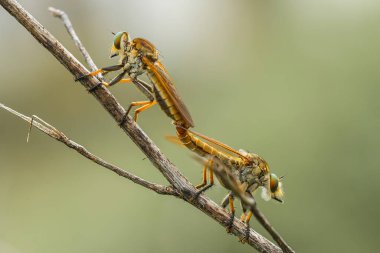 Hırsız sineği vahşi bir hayvandır, çünkü diğer küçük hayvanları avlamanın yanı sıra, benzer türler de avlanır, uçarken avını yakalar, bu yüzden ona Soyguncu denir..