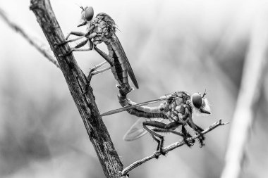 Hırsız sineği vahşi bir hayvandır, çünkü diğer küçük hayvanları avlamanın yanı sıra, benzer türler de avlanır, uçarken avını yakalar, bu yüzden ona Soyguncu denir..