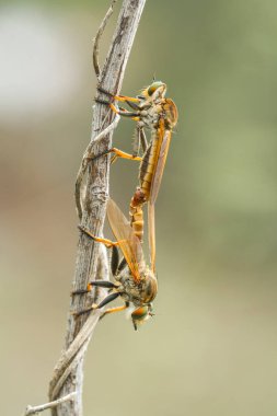 Hırsız sineği vahşi bir hayvandır, çünkü diğer küçük hayvanları avlamanın yanı sıra, benzer türler de avlanır, uçarken avını yakalar, bu yüzden ona Soyguncu denir..
