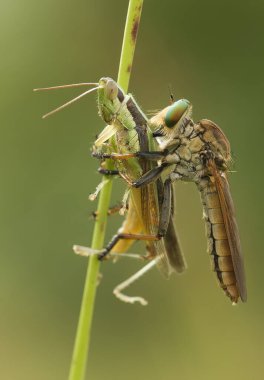 Hırsız sineği vahşi bir hayvandır, çünkü diğer küçük hayvanları avlamanın yanı sıra, benzer türler de avlanır, uçarken avını yakalar, bu yüzden ona Soyguncu denir..