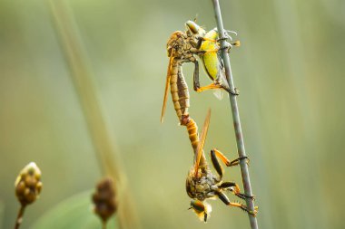 Hırsız sineği vahşi bir hayvandır, çünkü diğer küçük hayvanları avlamanın yanı sıra, benzer türler de avlanır, uçarken avını yakalar, bu yüzden ona Soyguncu denir..