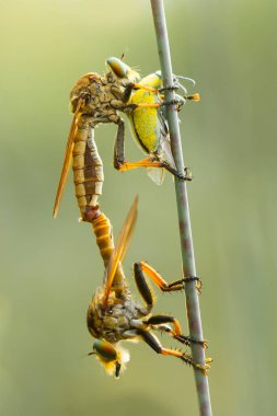Hırsız sineği vahşi bir hayvandır, çünkü diğer küçük hayvanları avlamanın yanı sıra, benzer türler de avlanır, uçarken avını yakalar, bu yüzden ona Soyguncu denir..