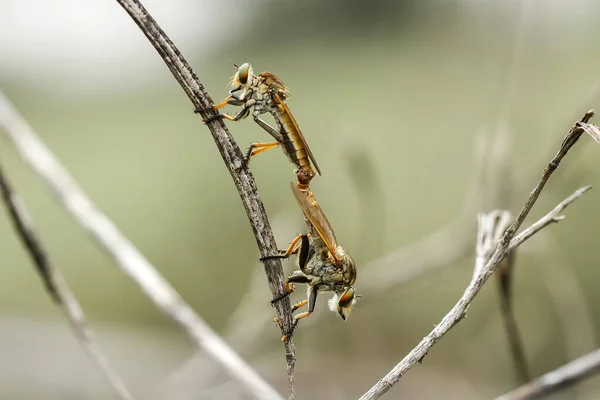 Mosca Ladrão Animal Vicioso Porque Além Caçar Outros Animais Pequenos — Fotografia de Stock