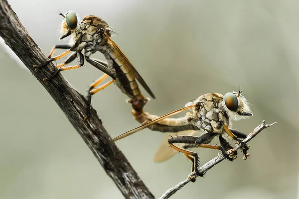 Mucha Złodzieja Jest Wściekłym Zwierzęciem Ponieważ Oprócz Żerowania Innych Małych — Zdjęcie stockowe