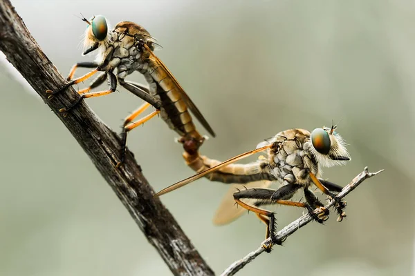 Hırsız sineği vahşi bir hayvandır, çünkü diğer küçük hayvanları avlamanın yanı sıra, benzer türler de avlanır, uçarken avını yakalar, bu yüzden ona Soyguncu denir..