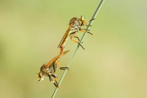 Μύγα Ληστής Είναι Ένα Άγριο Ζώο Επειδή Εκτός Από Κυνήγι — Φωτογραφία Αρχείου