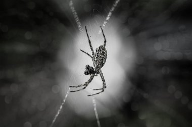 Çeşitli renkte ve şekillerde yaşayan örümceklerin çoğu her zaman midesinde üretilen ipliklerden örümcek ağı yaparlar, ki bu çok olağanüstüdür..