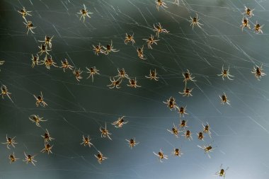 Çeşitli renkte ve şekillerde yaşayan örümceklerin çoğu her zaman midesinde üretilen ipliklerden örümcek ağı yaparlar, ki bu çok olağanüstüdür..