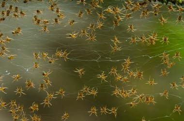 Çeşitli renkte ve şekillerde yaşayan örümceklerin çoğu her zaman midesinde üretilen ipliklerden örümcek ağı yaparlar, ki bu çok olağanüstüdür..