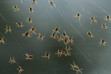 Çeşitli renkte ve şekillerde yaşayan örümceklerin çoğu her zaman midesinde üretilen ipliklerden örümcek ağı yaparlar, ki bu çok olağanüstüdür..