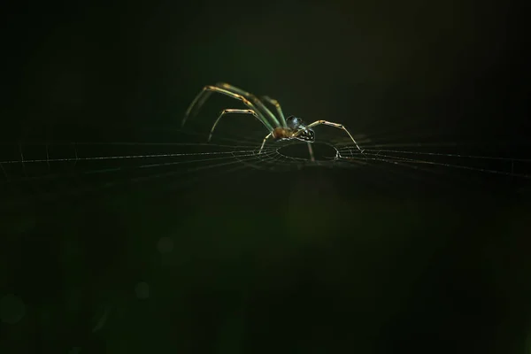 Existem Muitos Tipos Aranhas Que Vivem Várias Cores Formas Bem — Fotografia de Stock