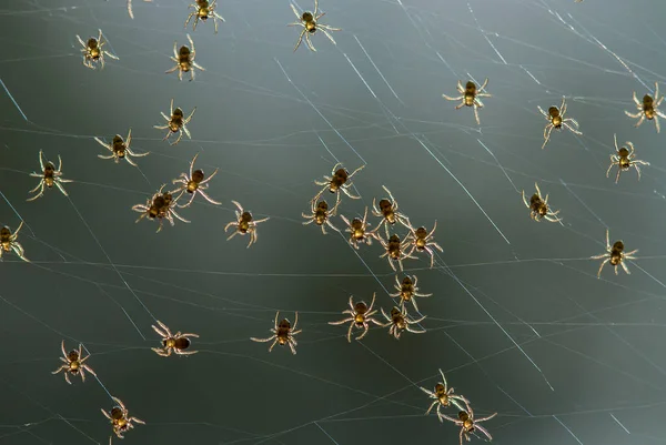 Many Types Spiders Live Various Colors Shapes Well Various Most — Stock Photo, Image