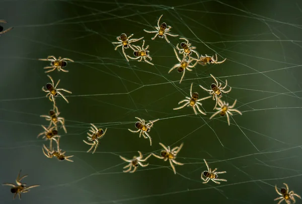 Existem Muitos Tipos Aranhas Que Vivem Várias Cores Formas Bem — Fotografia de Stock