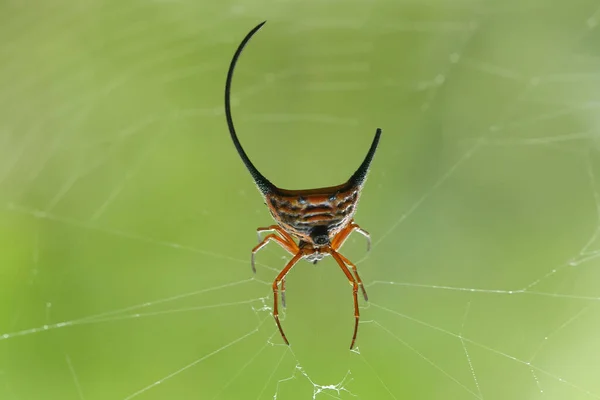 Există Multe Tipuri Păianjeni Care Trăiesc Diferite Culori Forme Precum — Fotografie, imagine de stoc