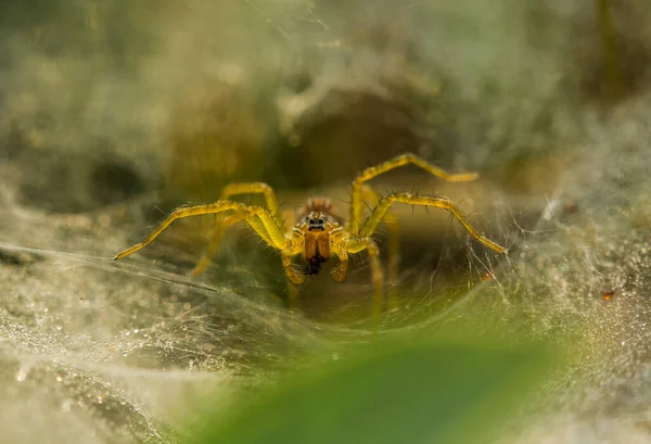 Existem Muitos Tipos Aranhas Que Vivem Várias Cores Formas Bem — Fotografia de Stock